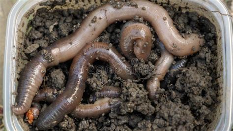 kens fish|Earthworms .